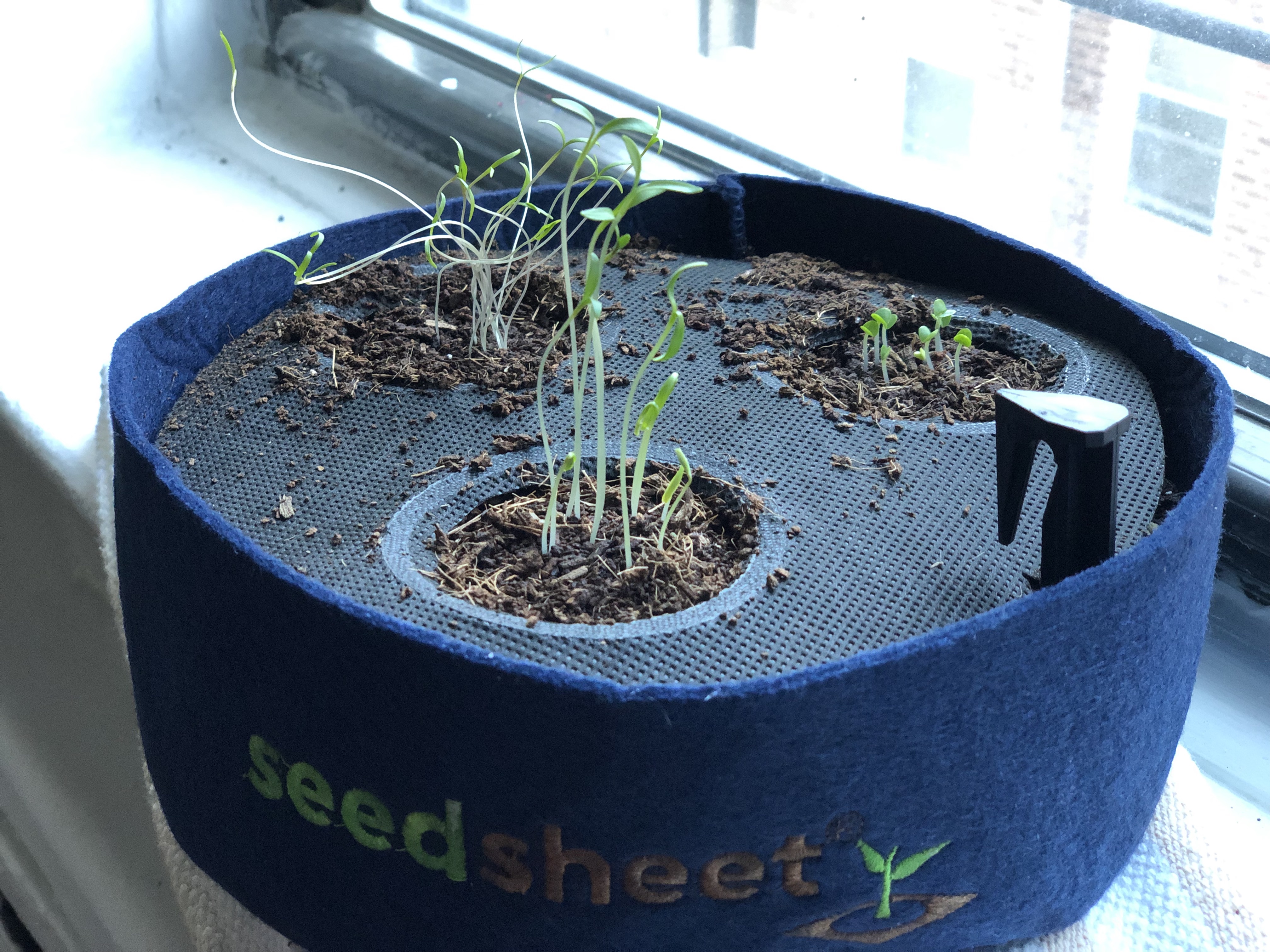 Herb Garden for Home – Sara Bautista